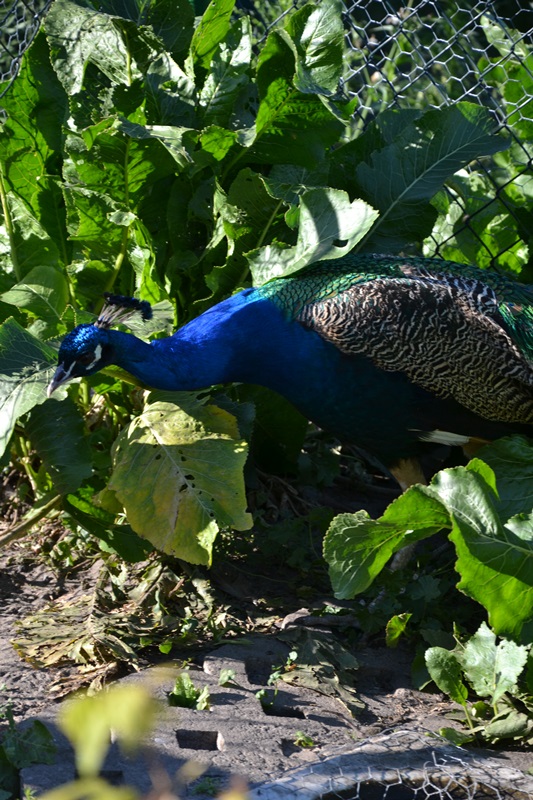 pawian